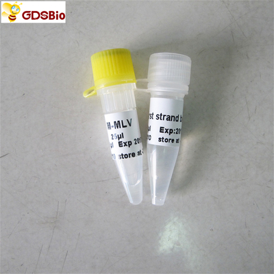M-Mlv Reverse Transcriptase PCR รีเอเจนต์ Rt PCR R1041/R1042