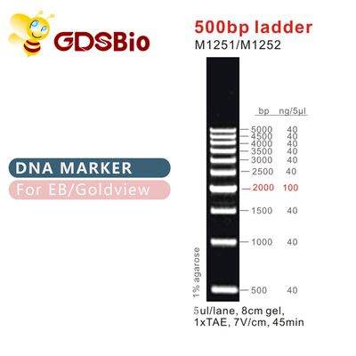 บันได &amp; เครื่องหมาย DNA คลาสสิก 500bp บันได M1251/M1252