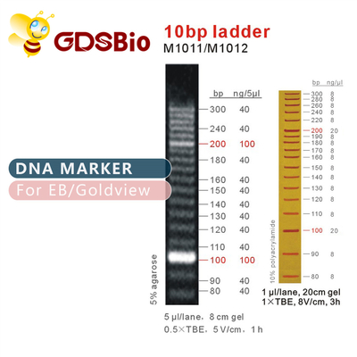 10bp แลดเดอร์ DNA Marker M1011 (50μg)/M1012 (50μg×5)