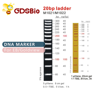 รีเอเจนต์ที่มีความบริสุทธิ์สูง 20bp DNA Marker Ladder Gel Electrophoresis