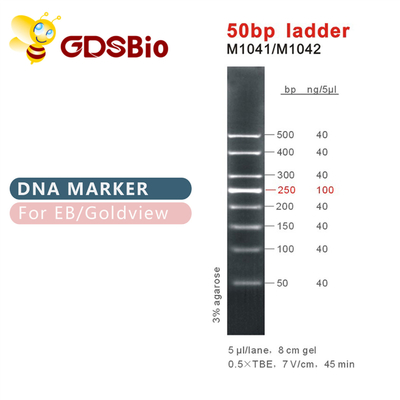 50bp แลดเดอร์ DNA Marker M1041 (50μg)/M1042 (50μg×5)