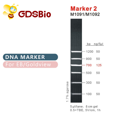 มาร์คเกอร์ 2 บันได DNA M1091 ​​(50μg)/M1092 (50μg×5)