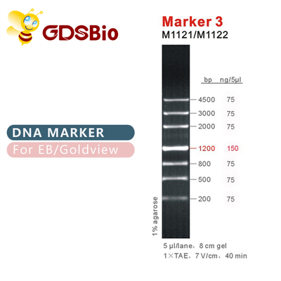 มาร์คเกอร์ 3 บันได DNA M1121 (50μg)/M1122 (5×50μg)