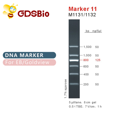 เครื่องหมาย 11 บันได DNA M1131 (50μg)/M1132 (5×50μg)