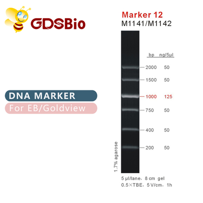 เครื่องหมาย 12 บันได DNA M1141 (50μg)/M1142 (5×50μg)