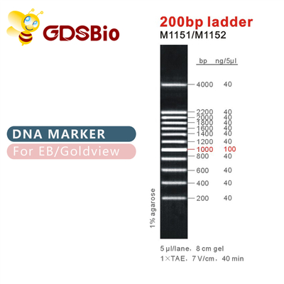 200bp แลดเดอร์ DNA Marker M1151 (50μg)/M1152 (5×50μg)