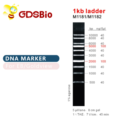 บันได 1kb 1000bp DNA Marker Ladder Gel Electrophoresis