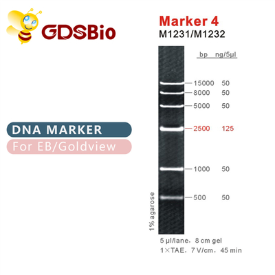เครื่องหมาย 4 บันได DNA M1231 (50μg)/M1232 (5×50μg)