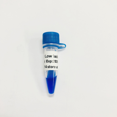 LD Low Ladder DNA Marker LM1031 (60 เพร็พ)/LM1032 (60 เพร็พ×3)