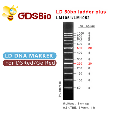 50bp Ladder Plus DNA Marker Electrophoresis, DNA Size Markers Gel Electrophoresis