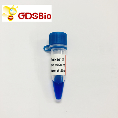 LD Marker 2 60 เตรียม DNA Marker Electrophoresis GDSBio