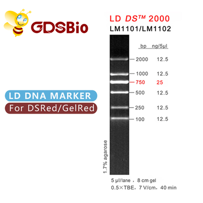 รีเอเจนต์ที่มีความบริสุทธิ์สูง LD DS 2000 DNA Marker Gel Electrophoresis 60 Preps
