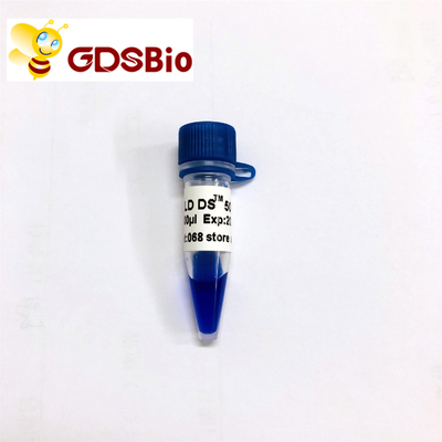 GDSBio LD DS 5000 DNA Marker Electrophoresis ลักษณะเป็นสีน้ำเงิน