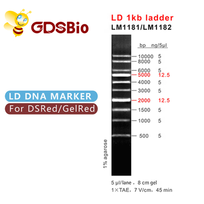 LD 1kb แลดเดอร์ 1000bp DNA Marker LM1181 (50 preps)/LM1182 (50 preps×5)