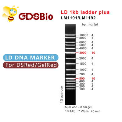1,000bp DNA Marker Electrophoresis, เจลอิเล็กโทรโฟรีซิส 1 Kb Dna Ladder