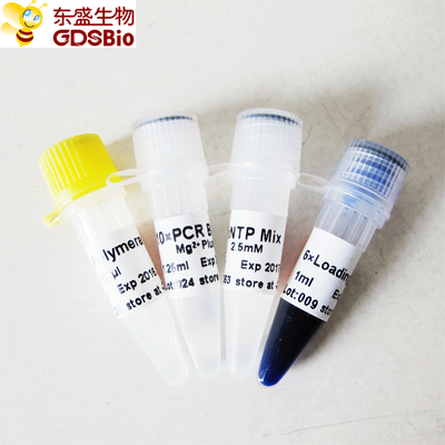 GDSBio Taq DNA Polymerase สำหรับ PCR Master Mix