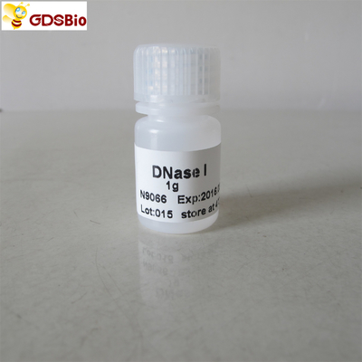 DNase I Powder N9066 1g ในผลิตภัณฑ์ตรวจวินิจฉัยในหลอดทดลอง