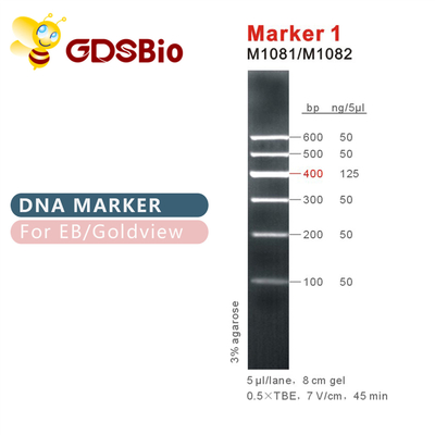 เครื่องหมาย 1 DNA Marker Electrophoresis 400bp 50ug ลักษณะสีน้ำเงิน