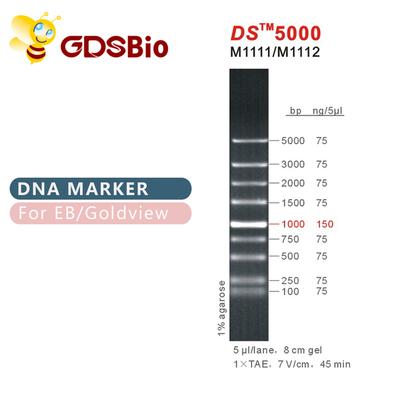 1,000bp DS 5000 DNA Electrophoresis Marker, บันได DNA สำหรับ RNA Gel