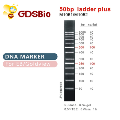ลักษณะสีน้ำเงิน 50bp DNA Ladder Electrophoresis 50ug
