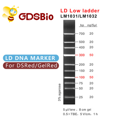 100bp 300bp LD Low Ladder DNA Marker อิเล็กโทรโฟเรซิส
