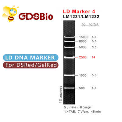 50 Preps GDSBio DNA Size Markers เจลอิเล็กโทรโฟรีซิส LD Marker 4