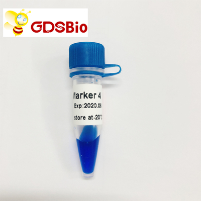 50 Preps GDSBio DNA Size Markers เจลอิเล็กโทรโฟรีซิส LD Marker 4