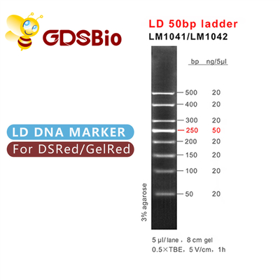 บันไดมาร์คเกอร์ DNA Gel Electrophoresis 50bp GDSBio