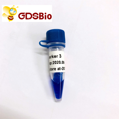 GDSBio LD Marker 3 DNA Marker อิเล็กโทรโฟรีซิส 60 Preps