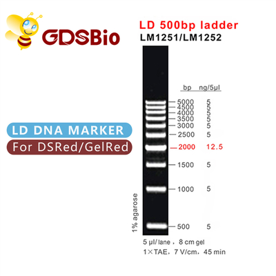 500bp LD DNA Ladder Gel Electrophoresis 60 การเตรียมการ
