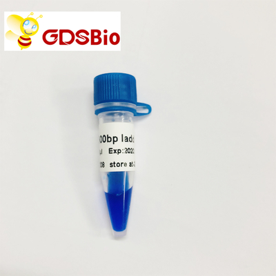 500bp LD DNA Ladder Gel Electrophoresis 60 การเตรียมการ