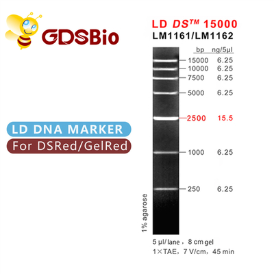 LD DS 15000bp 15kb DNA Marker อิเล็กโทรโฟรีซิส 50 Preps