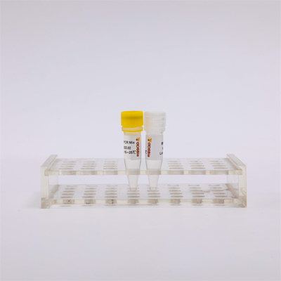 RNA Reverse Transcription และ Endpoint PCR Kit One Step RT PCR Mix RP1001