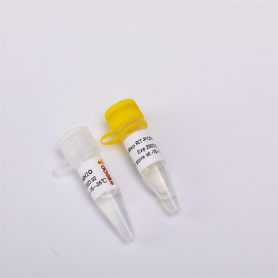 RNA Reverse Transcription และ Endpoint PCR Kit One Step RT PCR Mix RP1001