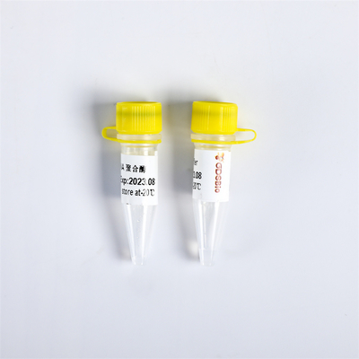 P1113 PCR Master Mix Bst DNA Polymerase Exonuclease ลบ 8000 U/mL