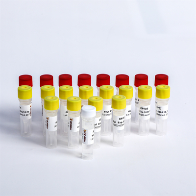 Universal Adapter PCR Primers Multiplex Oligos 1 สำหรับ Illumina K002-A